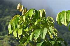 Dysoxylum gobara